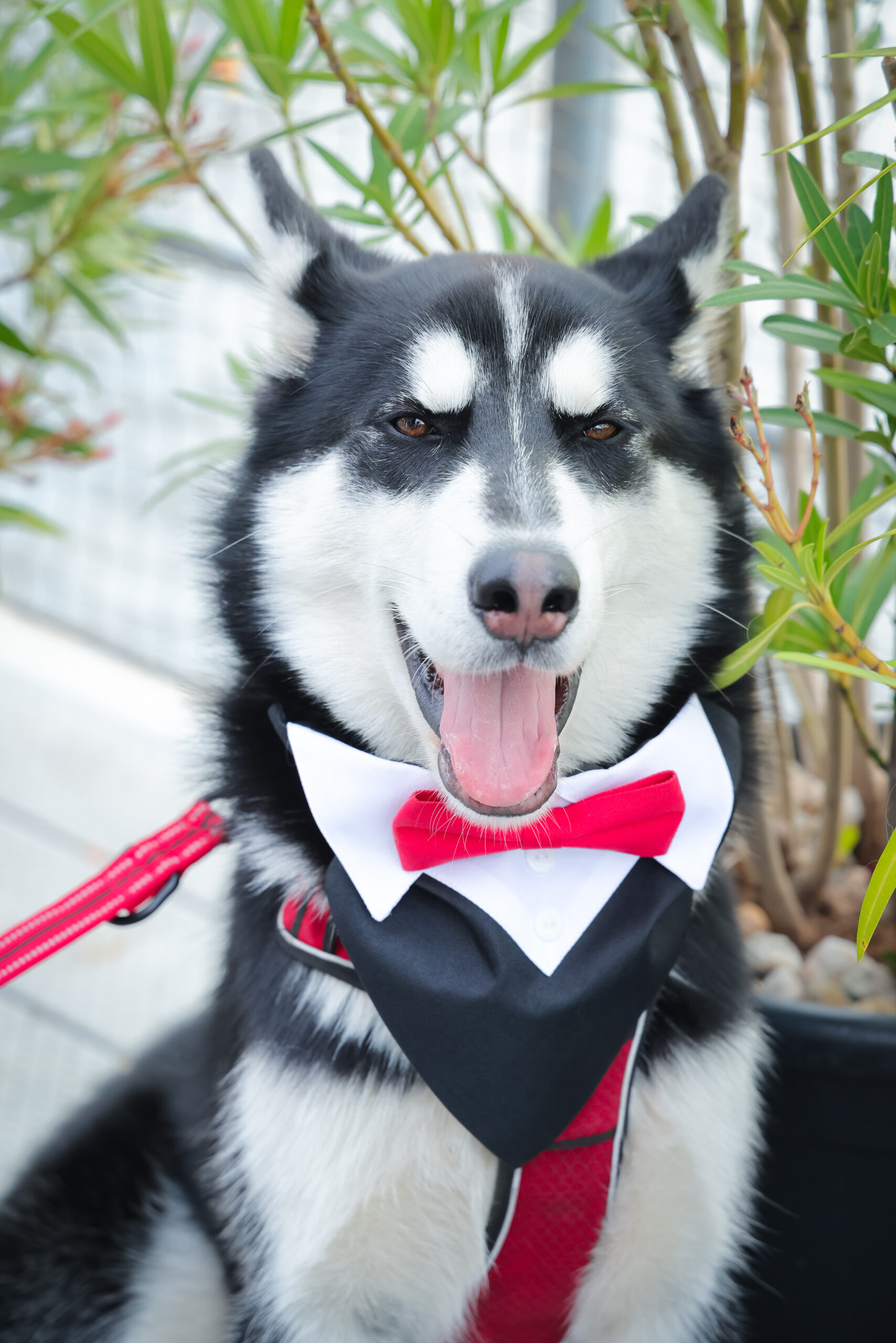 T 1187-0862-kontrastfoto